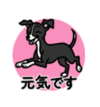 【ブラック】1年中使える♡パピーイタグレ（個別スタンプ：19）