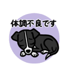 【ブラック】1年中使える♡パピーイタグレ（個別スタンプ：20）