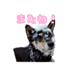 ラテとジローのスタンプ（個別スタンプ：2）
