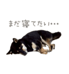 ラテとジローのスタンプ（個別スタンプ：12）