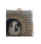 うさぎんちょす。（個別スタンプ：2）