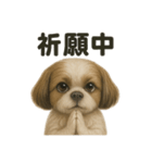 お祈りするマルチーズ（個別スタンプ：14）