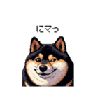 日常で使える太っちょ黒柴 笑える（個別スタンプ：1）