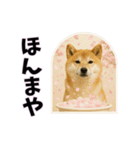 おもしろ動物の笑える一言リアルスタンプ（個別スタンプ：11）
