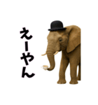 おもしろ動物の笑える一言リアルスタンプ（個別スタンプ：13）