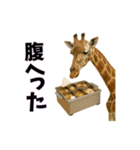 おもしろ動物の笑える一言リアルスタンプ（個別スタンプ：19）