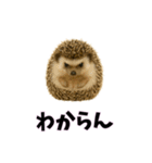 おもしろ動物の笑える一言リアルスタンプ（個別スタンプ：22）
