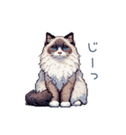 リアクションラグドール【連絡・日常会話】（個別スタンプ：21）