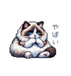リアクションラグドール【連絡・日常会話】（個別スタンプ：26）