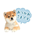 敬語でふきだし柴犬だワン（個別スタンプ：2）