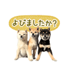 敬語でふきだし柴犬だワン（個別スタンプ：3）