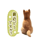 敬語でふきだし柴犬だワン（個別スタンプ：4）