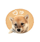 敬語でふきだし柴犬だワン（個別スタンプ：5）