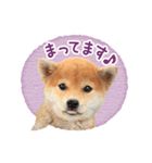 敬語でふきだし柴犬だワン（個別スタンプ：6）