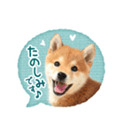 敬語でふきだし柴犬だワン（個別スタンプ：7）