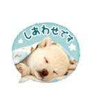 敬語でふきだし柴犬だワン（個別スタンプ：8）