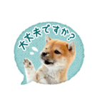 敬語でふきだし柴犬だワン（個別スタンプ：9）