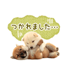 敬語でふきだし柴犬だワン（個別スタンプ：10）
