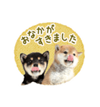敬語でふきだし柴犬だワン（個別スタンプ：11）