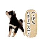 敬語でふきだし柴犬だワン（個別スタンプ：12）