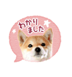 敬語でふきだし柴犬だワン（個別スタンプ：13）