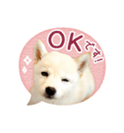 敬語でふきだし柴犬だワン（個別スタンプ：14）