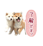 敬語でふきだし柴犬だワン（個別スタンプ：15）