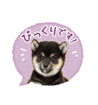 敬語でふきだし柴犬だワン（個別スタンプ：17）