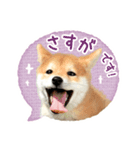 敬語でふきだし柴犬だワン（個別スタンプ：18）