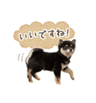 敬語でふきだし柴犬だワン（個別スタンプ：19）