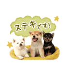 敬語でふきだし柴犬だワン（個別スタンプ：20）