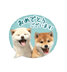 敬語でふきだし柴犬だワン（個別スタンプ：21）
