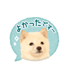 敬語でふきだし柴犬だワン（個別スタンプ：22）