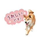 敬語でふきだし柴犬だワン（個別スタンプ：23）