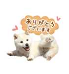 敬語でふきだし柴犬だワン（個別スタンプ：24）