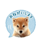 敬語でふきだし柴犬だワン（個別スタンプ：26）