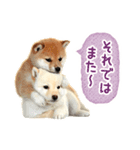 敬語でふきだし柴犬だワン（個別スタンプ：27）