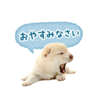 敬語でふきだし柴犬だワン（個別スタンプ：28）