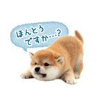 敬語でふきだし柴犬だワン（個別スタンプ：29）