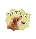 敬語でふきだし柴犬だワン（個別スタンプ：31）