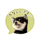 敬語でふきだし柴犬だワン（個別スタンプ：32）