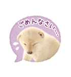 敬語でふきだし柴犬だワン（個別スタンプ：33）