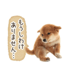 敬語でふきだし柴犬だワン（個別スタンプ：34）