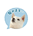 敬語でふきだし柴犬だワン（個別スタンプ：35）