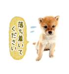 敬語でふきだし柴犬だワン（個別スタンプ：36）