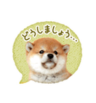 敬語でふきだし柴犬だワン（個別スタンプ：37）