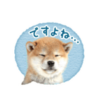 敬語でふきだし柴犬だワン（個別スタンプ：38）