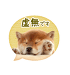 敬語でふきだし柴犬だワン（個別スタンプ：40）
