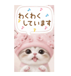 スコティッシュ猫 思いやり吹き出し敬語BIG（個別スタンプ：28）