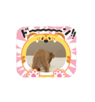COCOまるちゃんの動くスタンプ①（個別スタンプ：2）
